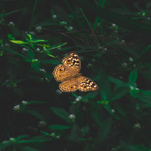 Meet your Posher, Cithlaly